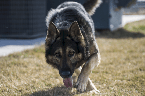 Blue Collar K9s