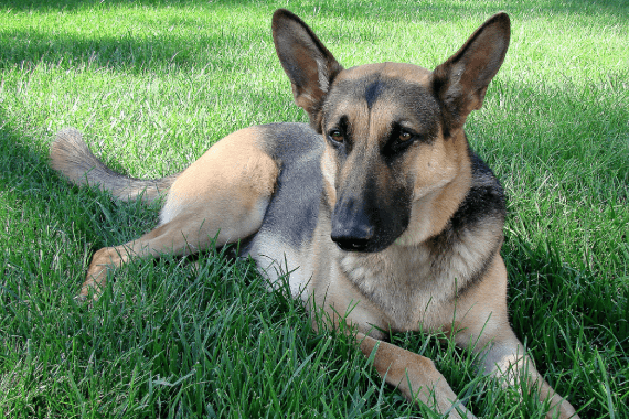 Blue Collar K9s